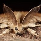 flyhighbutterfly