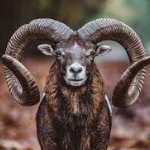 Frozen-Mouflon