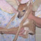 palefawn
