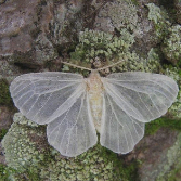winterfaerie