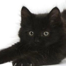 blackcatlover
