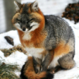 tvvnpaw2