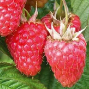 Rubus idaeus