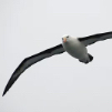 Albatross
