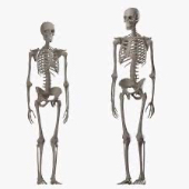 Recalcitrant Wanderer