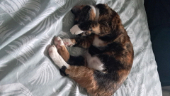 Tillybeann