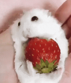 harper