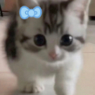 kitty cat