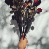 witheringrose