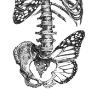 Bellamariebutterfly