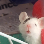 meringuemouse